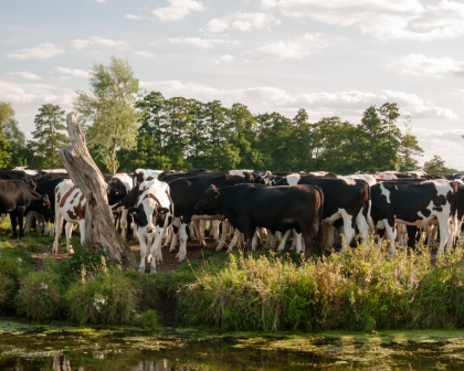 Is grass-fed beef good for the environment? Eating grass-fed cattle isn't necessarily good for the environment.